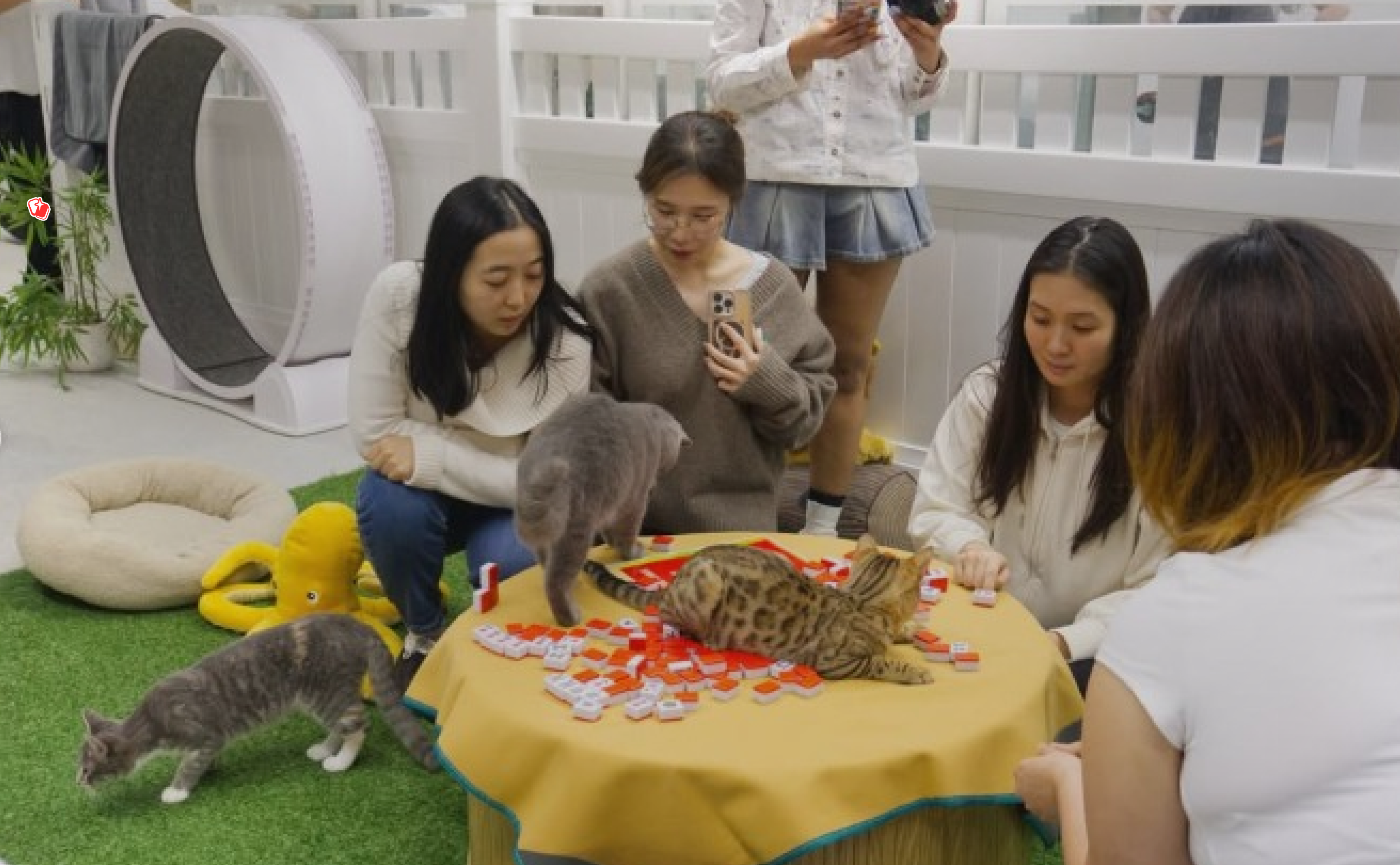 Sydney Meowjong Party
